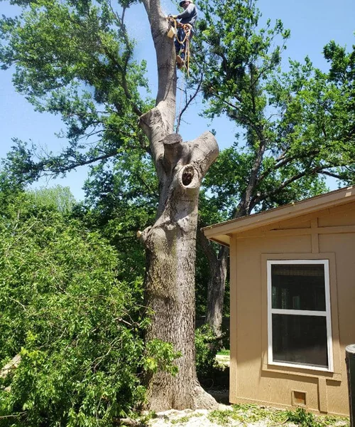 Tree Removal in Mansfield 